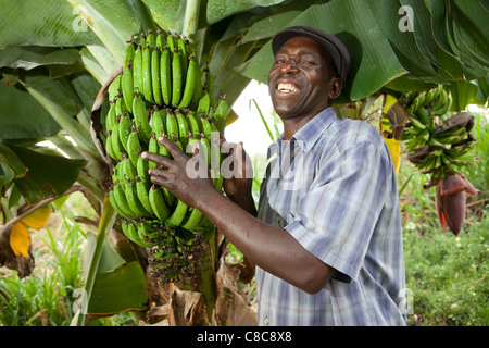 Ein Mann zeigt Bananen wachsen auf seiner Farm in Mongu, Sambia, Südafrika. Stockfoto