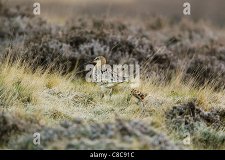 Eurasische Brachvogel (Numenius Arquata) mit Küken zu Fuß unter rauen Gräsern auf moorland Stockfoto