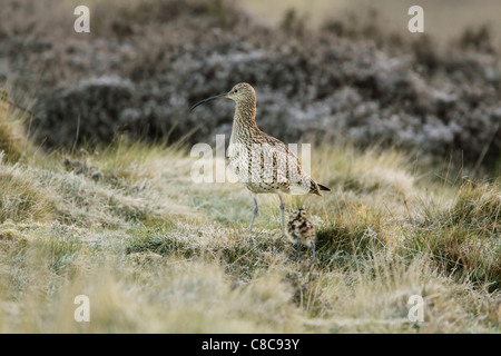 Eurasische Brachvogel (Numenius Arquata) mit Küken zu Fuß unter rauen Gräsern auf moorland Stockfoto