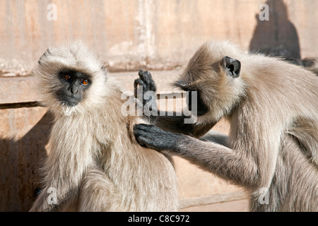 Languren Affen Parasiten herauszupicken. Pushkar. Rajasthan. Indien Stockfoto