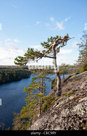 kleine Kiefer wächst auf Felsen Haukkavuori Rautjärvi Finnland Europa Stockfoto