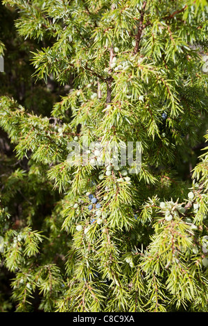 Juniperus Communis, der Gemeine Wacholder Stockfoto