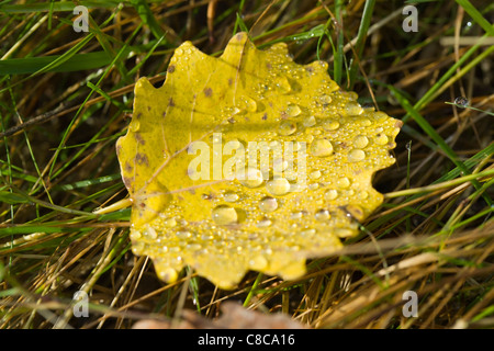 Wassertropfen auf Espenlaub Stockfoto