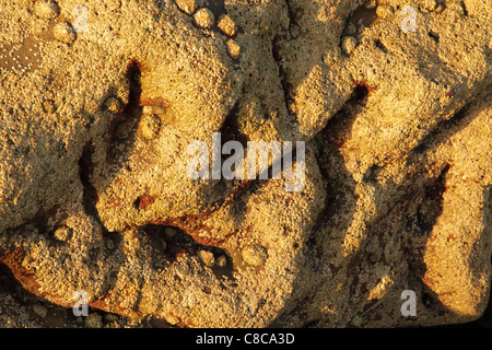 Seepocken und Limpits über einem Meer getragen Felsbrocken an der Satlwick Bucht Stockfoto