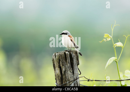 Neuntöter (Lanius Collurio) männlichen thront auf einem hölzernen Pfosten Stockfoto