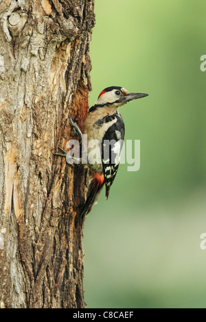 Syrische Specht (Dendrocopus Syriacus) männlich, am Nest Loch an einem Baumstamm Stockfoto