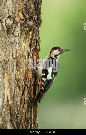 Syrische Specht (Dendrocopus Syriacus) männlich, am Nest Loch an einem Baumstamm Stockfoto