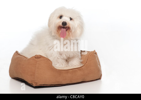 Ein Coton de Tulear Hundesitting in seinem Hundebett. Stockfoto