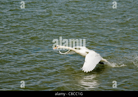 Ein Schwan aus einem Fluss ausziehen Stockfoto