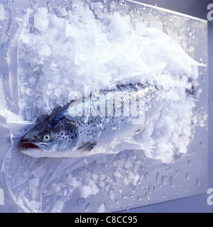 Lachs im Eis Stockfoto