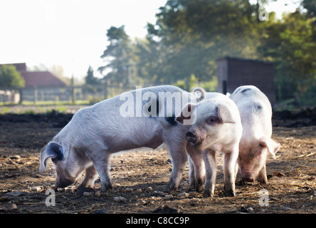 3 Ferkel auf Gehöft Bauernhof Stockfoto