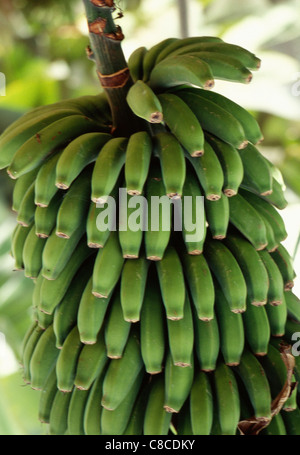 Bananen auf dem Baum Stockfoto