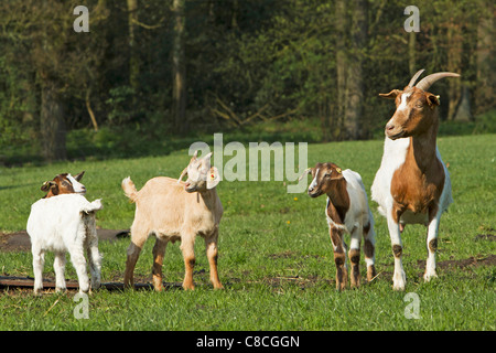Boer Ziege und Jungtiere auf Wiese Stockfoto