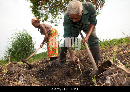 Ein älteres Ehepaar bereitet ihrem Gebiet für den Anbau in Mongu, Sambia, Südafrika. Stockfoto