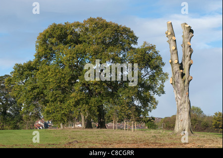 Große Reifen Baum vollständig zu seinem Stamm zurückgeschnitten Stockfoto