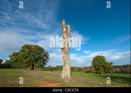 Große Reifen Baum auf der Stirn von einem kleinen Park Hügel voll zu seinem Stamm zurückgeschnitten und neu gepflanzte Bäume auf der gleichen Linie Stockfoto