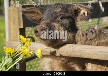 Mangalitza Schwein am Zaun - kaute Stockfoto