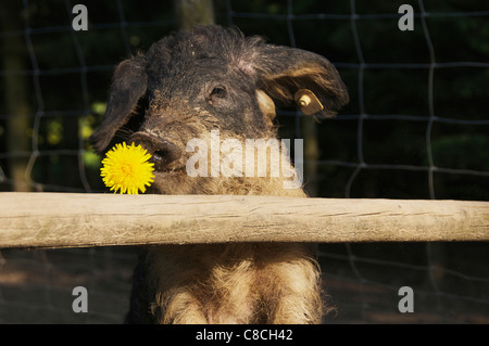 Mangalitza Schwein am Zaun - mit Blüte Stockfoto