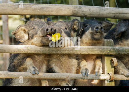 Mangalitza Schweine am Zaun Stockfoto