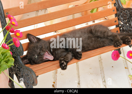 Hauskatze - Kätzchen (43 Tage) auf Bank liegend Stockfoto