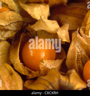 Physalis / Cape Goseberry Stockfoto