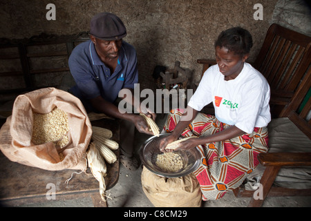 Ein paar entzieht Maiskörner der Cobb in Mongu, Sambia, Südafrika. Stockfoto