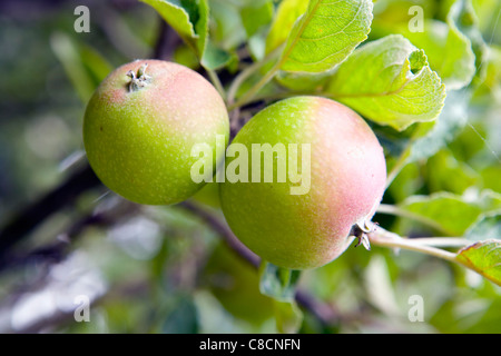 Äpfel auf dem Baum Stockfoto