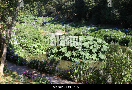 Die riesigen Gunneras im Trebah Gärten, Mawnan Smith, Nr Falmouth, Cornwall, Südwestengland, England, UK Stockfoto