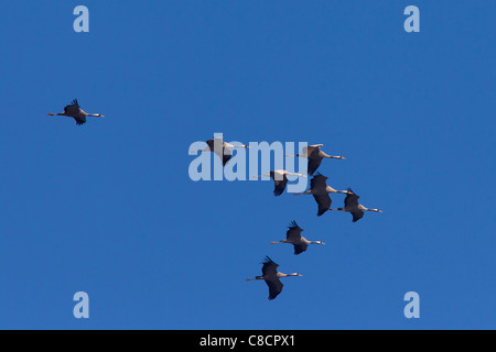 Kraniche / eurasische Kranich (Grus Grus) flock im Flug, Dalarna, Schweden Stockfoto