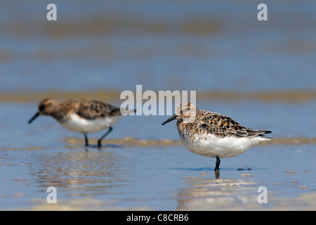 Zwei Sanderlinge (Calidris Alba / Crocethia Alba / Erolia Alba) waten im seichten Wasser am Strand, Wattenmeer, Deutschland Stockfoto