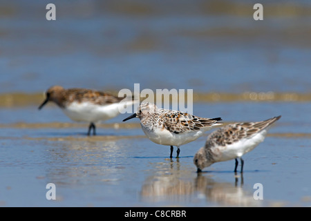 Drei Sanderlinge (Calidris Alba / Crocethia Alba / Erolia Alba) waten im seichten Wasser am Strand, Wattenmeer, Deutschland Stockfoto