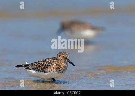 Zwei Sanderlinge (Calidris Alba / Crocethia Alba / Erolia Alba) waten im seichten Wasser am Strand, Wattenmeer, Deutschland Stockfoto