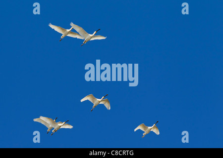 Eurasische Löffler / gemeinsame Löffler (Platalea Leucorodia) flock im Flug, Wattenmeer, Deutschland Stockfoto