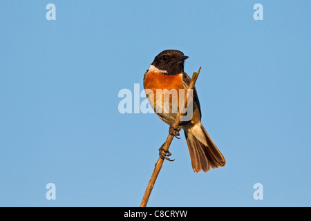 Roodborsttapuit (Saxicola Manlius), Duitsland europäischen Schwarzkehlchen (Saxicola Rubicola) männliche Perced auf Stamm, Deutschland Stockfoto