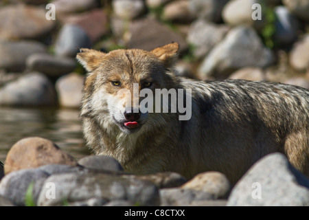 Mexikanische Gray Wolf Stockfoto