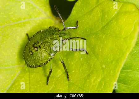 endgültige Instar Nymphe des gemeinsamen grünen Shieldbug (Palomena Prasina) Stockfoto