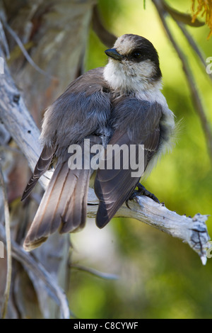 Grau-Jay (Perisoreus Canadensis) Stockfoto