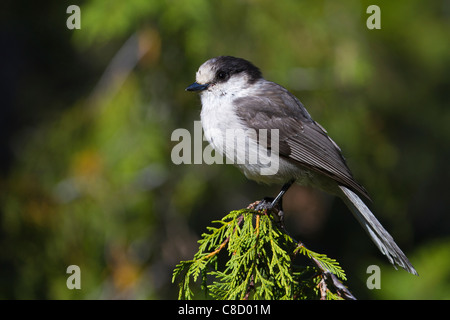 Grau-Jay (Perisoreus Canadensis) Stockfoto