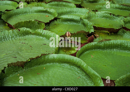 Amazonas, Brasilien. Riesige Seerose Vitoria Regia (Victoria Amazonica) mit Blütenknospe auf dem Wasser schwimmen. Stockfoto