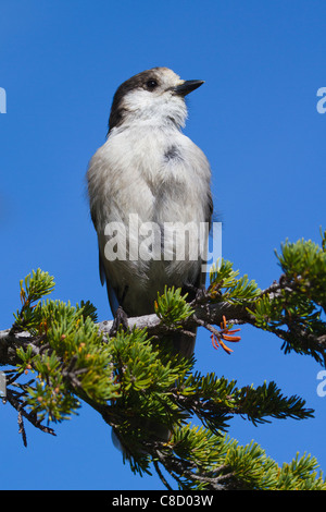 Grau-Jay (Perisoreus Canadensis) Stockfoto