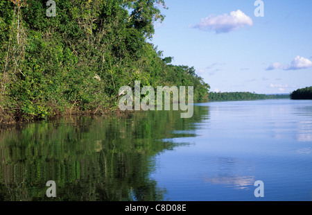 Amazon. Brazilien. Dick, dicht bewaldeten Fluss Bank Vegetation im Wasser gespiegelt. Stockfoto