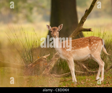 Damhirsch im Wald Stockfoto