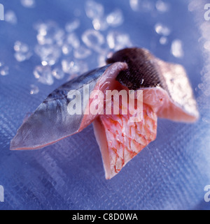 Stücke von Makrelen, Bass und Rotbarbe Stockfoto