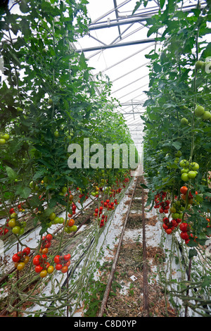 In der Bretagne, einem intensiven Anbau von Tomaten (Solanum Lycopersicum) unter Gewächshaus. Eine Hors-Sol-Produktion von Pflanzen. Stockfoto