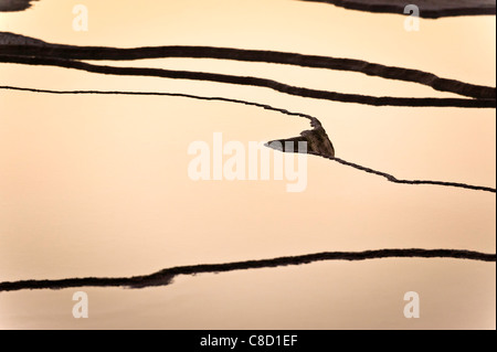 Detail aus der Travertine von Pamukkale, Denizli, Türkei. Stockfoto