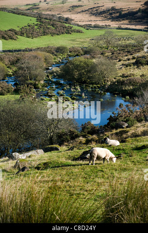 Upland, die Landwirtschaft in den West Dart Valley Dartmoor Devon im Herbst, Dart, Dartmoor, Devon, England, Rasen, Wiese, grün, Hügel, Stockfoto