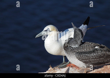 Basstölpel (Morus Bassanus) mit Jungvogel sitzt auf einem Felsen auf Helgoland. Stockfoto