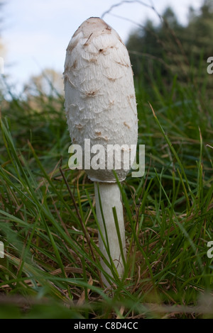 Shaggy Tinte-Cap (Coprinus Comatus) Pilz, auch bekannt als Anwalt der Perücke wächst Gras. Stockfoto