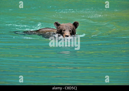 Ein Grizzly Bear Cub, Schwimmen in einem Teich mit Wasser zu spielen. Stockfoto