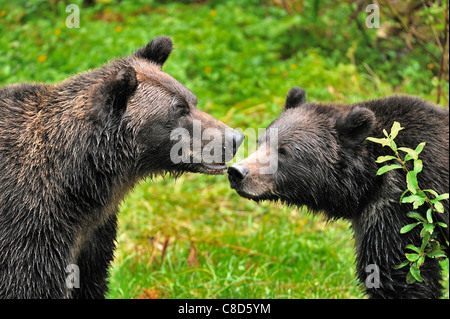 Eine Mutter und Jungtier Grizzlybären, Zuneigung, Stockfoto